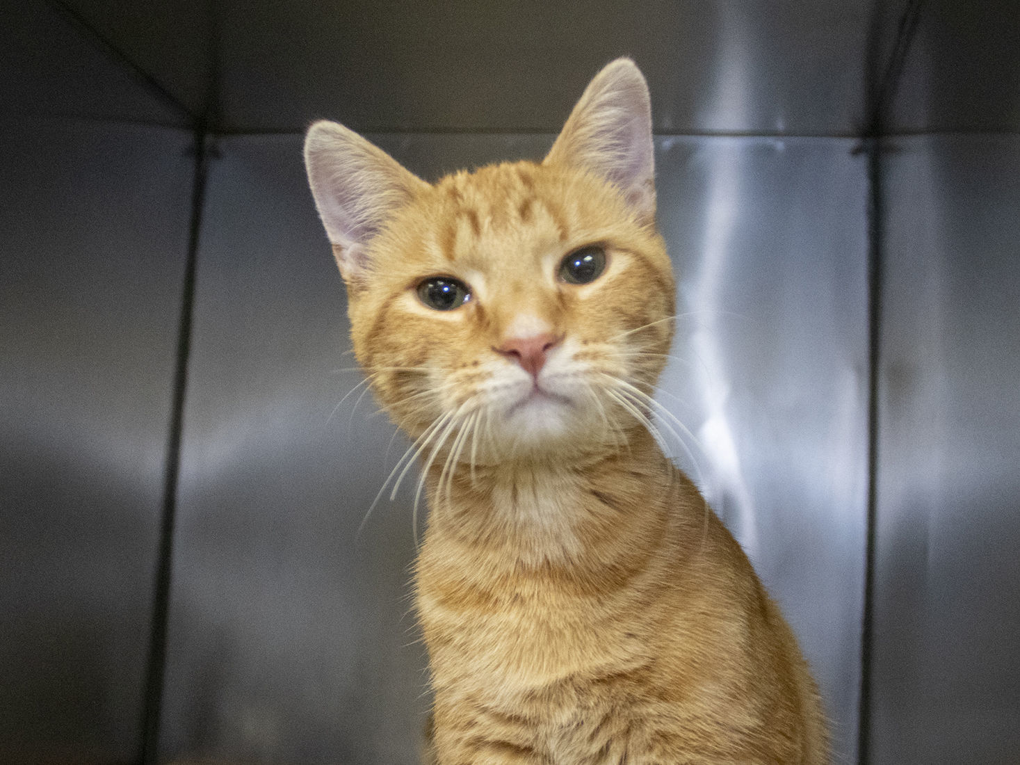 Pet of the week: Abraham